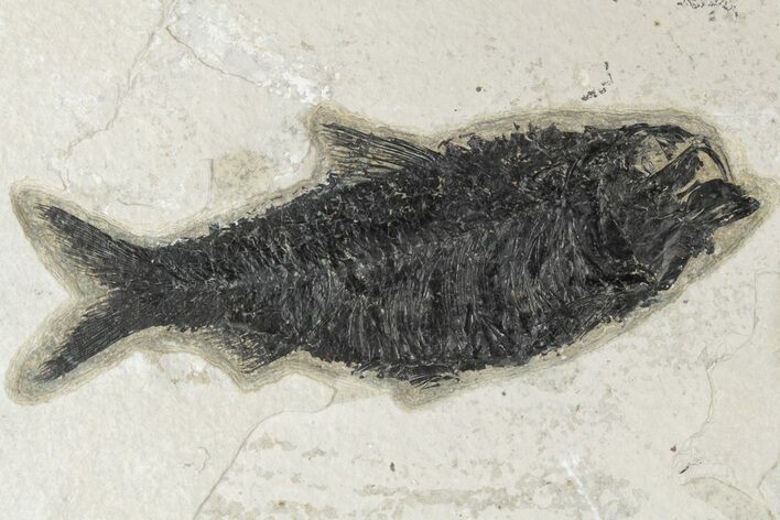 Fossil Fish (Knightia) - Green River Formation #189618